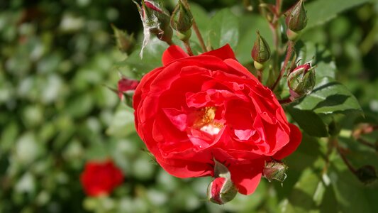 Bloom love nature