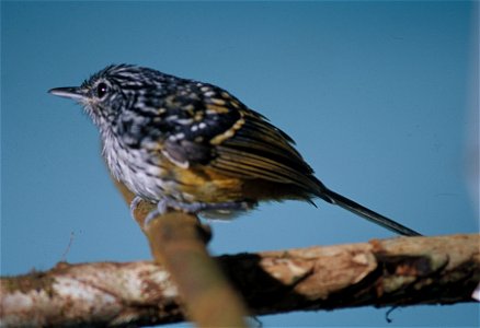 Long-tailed Antbird (Drymophila caudata) from the NBII Image Gallery. Photographed in Cordillera del Cóndor, Ecuador. According the split of species following Isler et al. 2012, SACC 542, and the loca