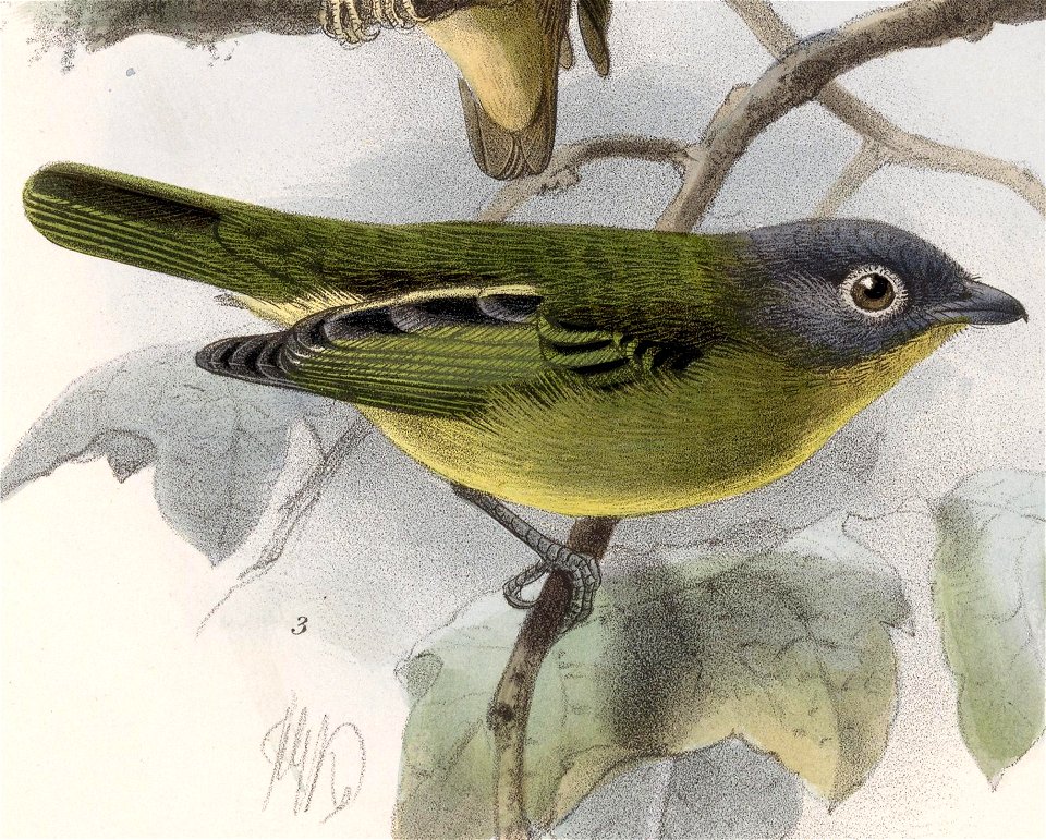 English:  « Piprites griseiceps » = Piprites griseiceps (Grey-headed Piprites)Français :  « Piprites griseiceps » = Piprites griseiceps (Piprite à tête gri