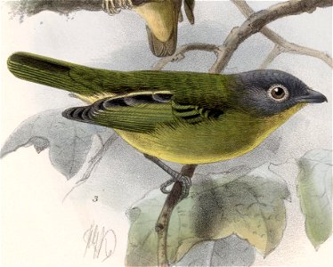 English:  « Piprites griseiceps » = Piprites griseiceps (Grey-headed Piprites)Français :  « Piprites griseiceps » = Piprites griseiceps (Piprite à tête gri