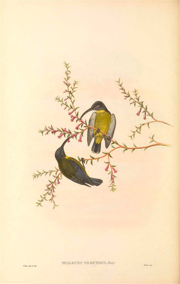 Melilestes poliopterus (=Toxorhamphus poliopterus) in The birds of New Guinea and the adjacent Papuan islands, including many new species recently discovered in Australia. v.3 (Plate 56).