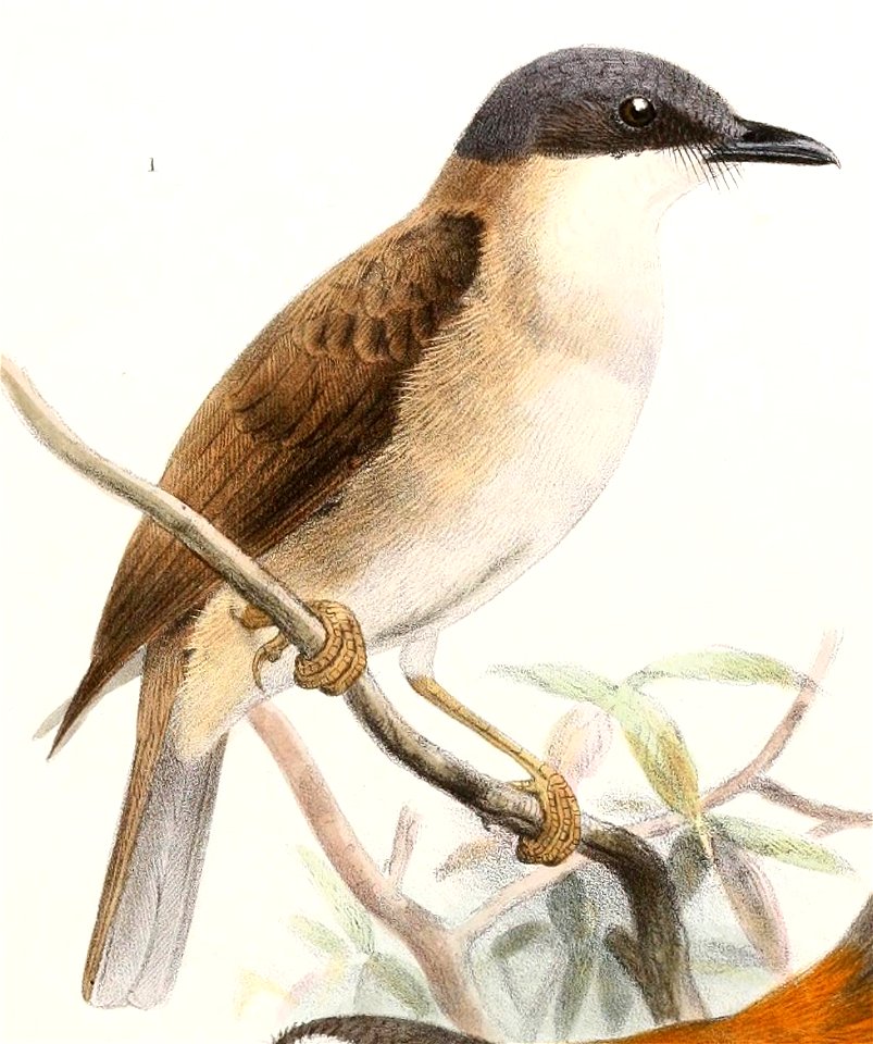 English:  « Pachycephala phaeonota » = Pachycephala phaionota (Island Whistler)Français :  « Pachycephala phaeonota » = Pachycephala phaionota (Siffleur de