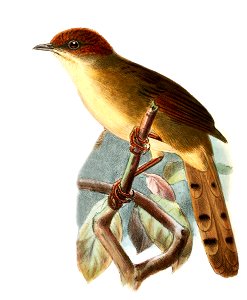 Cisticola nigriloris
