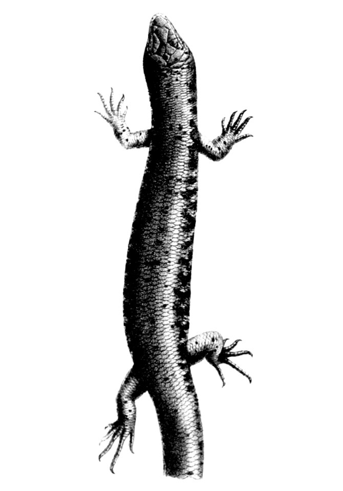 Lygosoma suteri = Oligosoma suteri