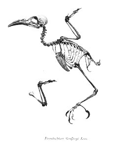 Pomatorhinus Geoffroyi