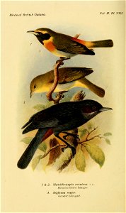 Birds of British Guiana. 
Vol. II. PI. VIII. 
1 & 2. Hemithraupis roraimce cT ? 
Roraima Giiira Tanager. 
3. Diglossa major. 

Greater Gitit-i.iiit.