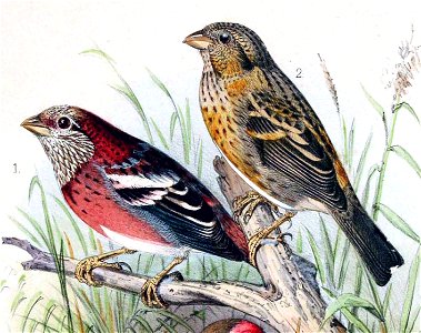 English:  « Carpodacus trifasciatus » = Carpodacus trifasciatus (Three-banded Rosefinch) - male (1) and female (2)Français :  « Carpodacus trifasciatus » =