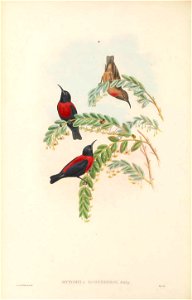 Myzomela rosenbergii in The birds of New Guinea and the adjacent Papuan islands, including many new species recently discovered in Australia. v.3. (Plate 70)