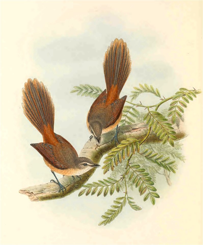 Rhipidura opistherythra - The birds of New Guinea and the adjacent Papuan islands : including many new species recently discovered in Australia. v.2 (Plate 29).