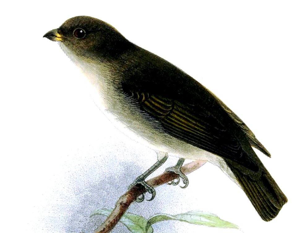 Prionochilus everetti = Dicaeum everetti