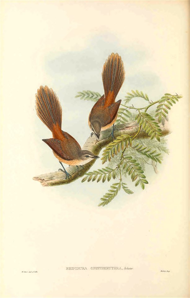 Rhipidura opistherythra - The birds of New Guinea and the adjacent Papuan islands : including many new species recently discovered in Australia. v.2 (Plate 29).