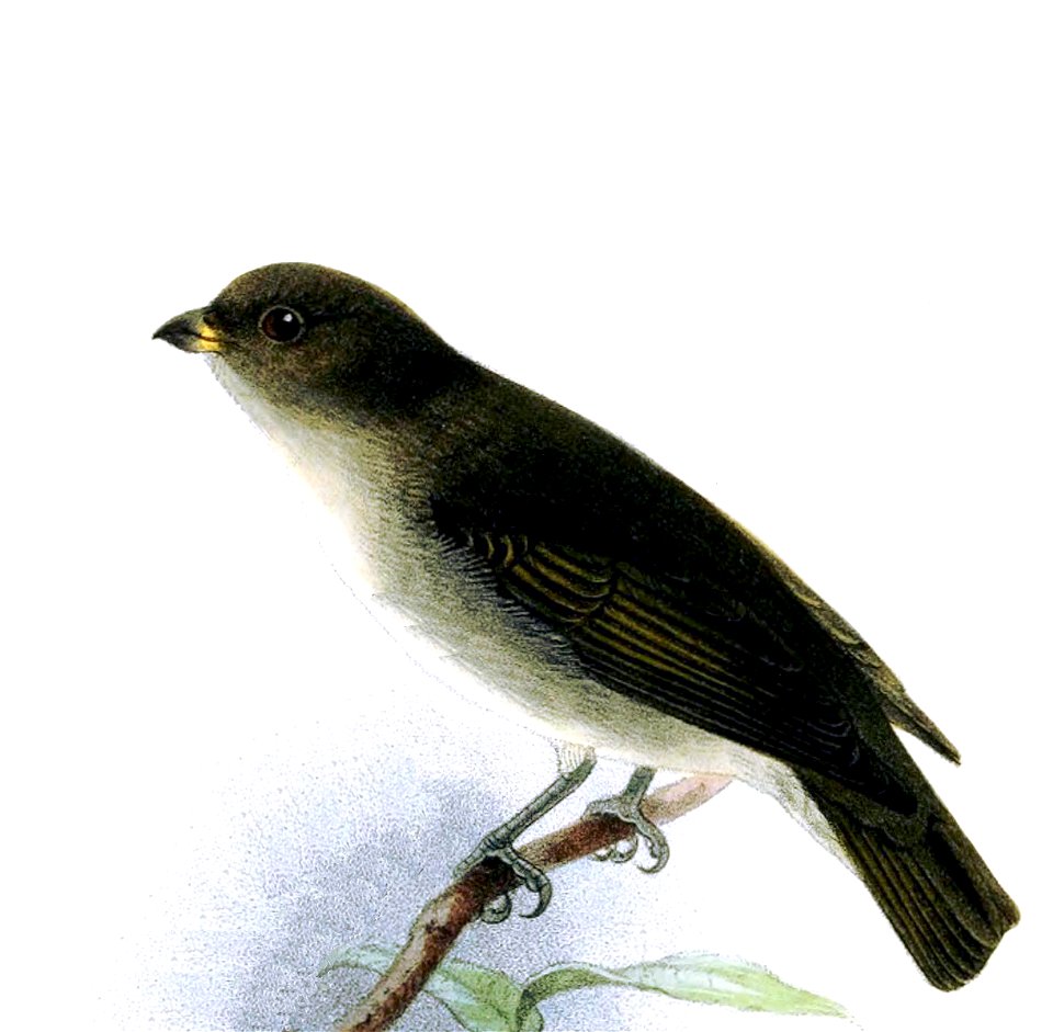 Prionochilus everetti = Dicaeum everetti