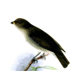 Prionochilus everetti = Dicaeum everetti