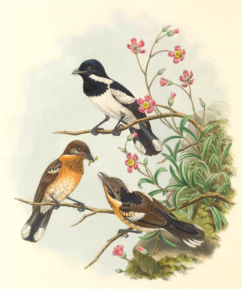 Piezorhynchus brodiei = Symposiachrus barbatus - The birds of New Guinea and the adjacent Papuan islands : including many new species recently discovered in Australia. v.2 (Plate 44).