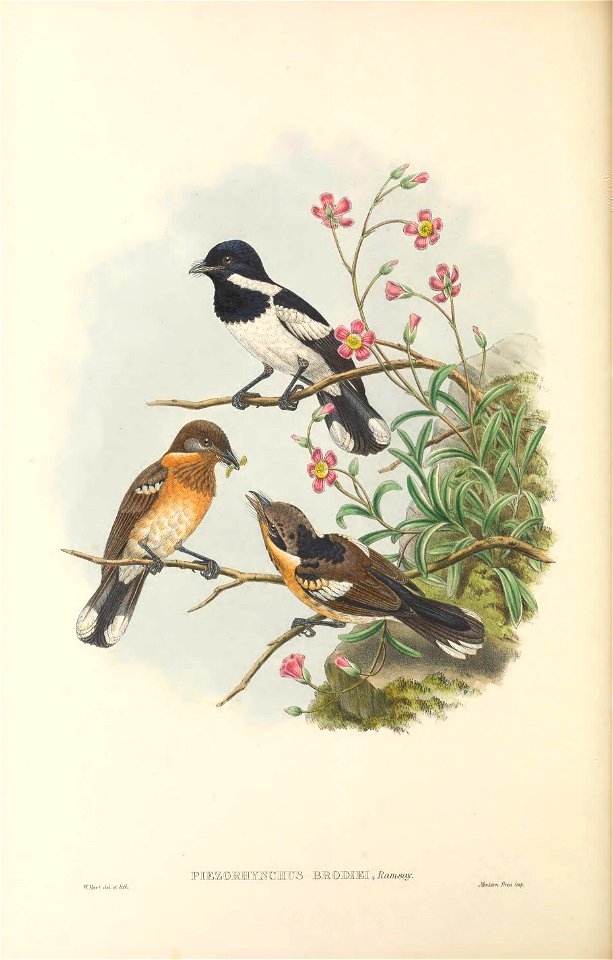 Piezorhynchus brodiei = Symposiachrus barbatus - The birds of New Guinea and the adjacent Papuan islands : including many new species recently discovered in Australia. v.2 (Plate 44).