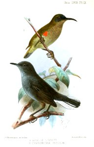 Apalis lopezi & Cyanomitra ursulae