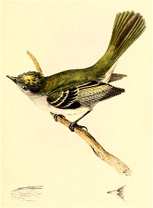 Tyrannula caniceps = Myiopagis caniceps (Grey Elaenia)