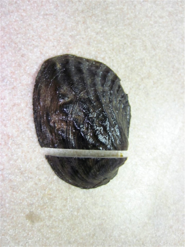 Amblema neislerii is an endangered freshwater mussel. The Warm Springs Fish Technology Center is conducting age and growth work on this species. 
usfwsyouthambassadors.wordpress.com/
www.fws.gov/south