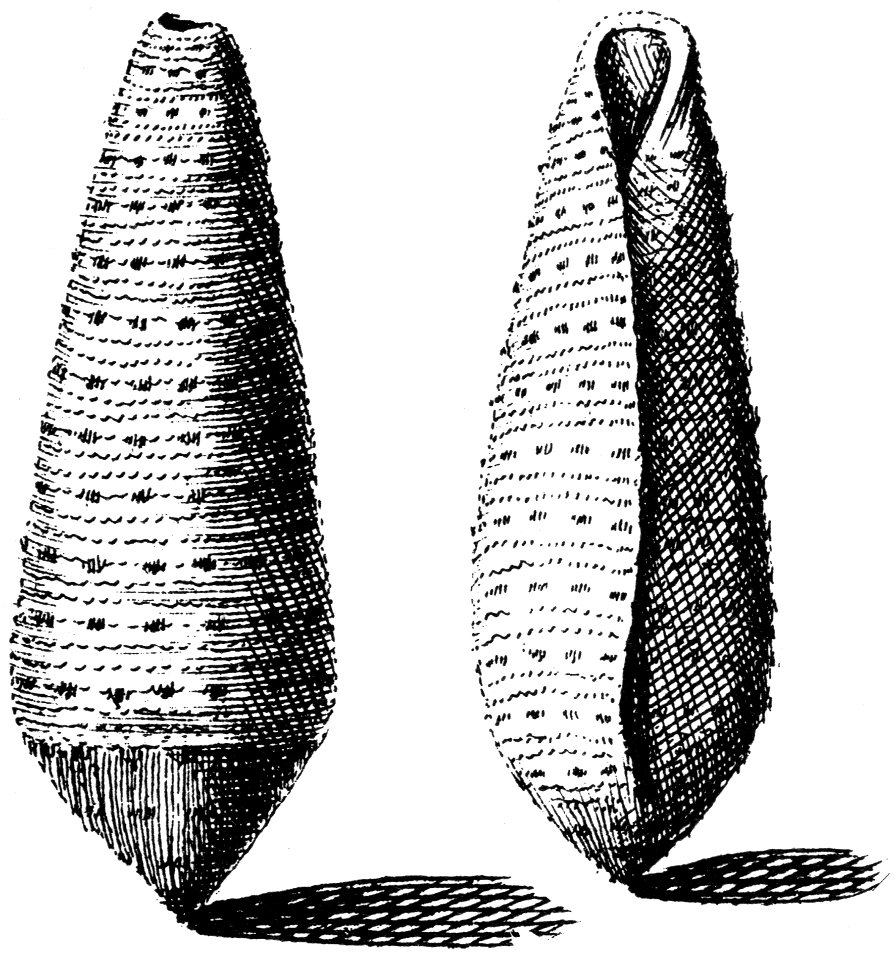 A drawing of Conus nussatella Linnaeus , 1758