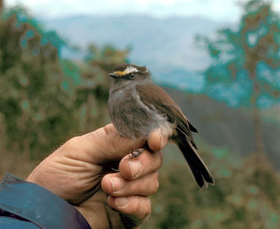 Crowned Chat-tyrant (Ochthoeca frontalis) from the NBII Image Gallery. Photographed in Ecuador.