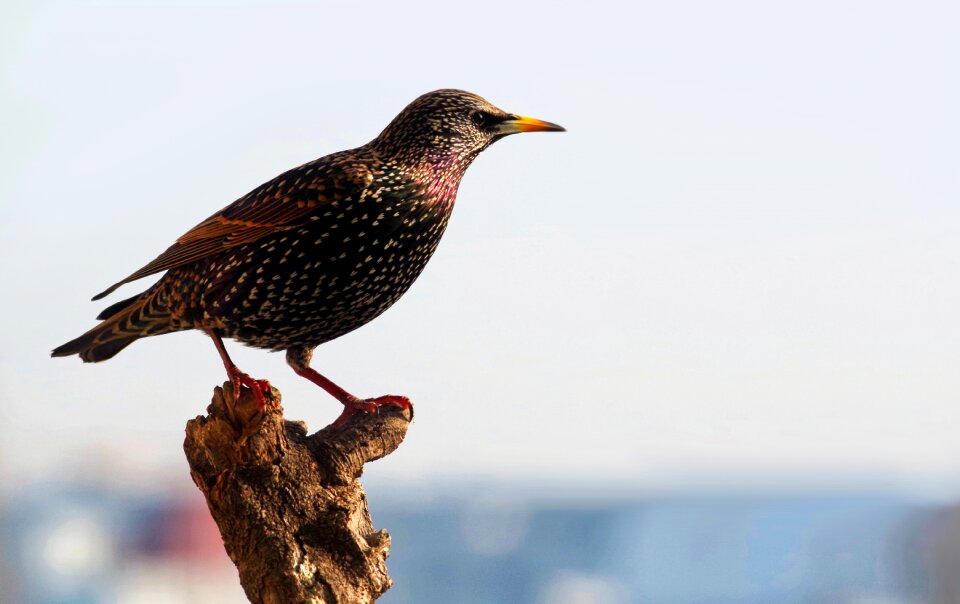 Bird plumage animal photo