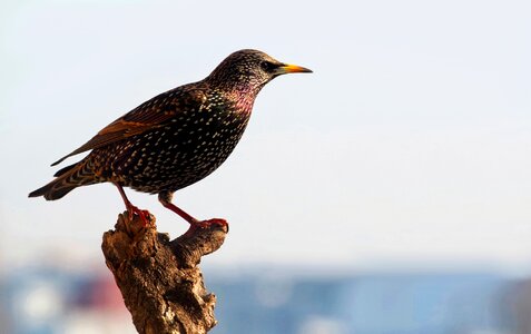 Bird plumage animal
