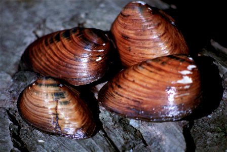 Image title: Clubshell mussel close up pleurobema clava Image from Public domain images website, http://www.public-domain-image.com/full-image/fauna-animals-public-domain-images-pictures/mussels-pictu photo