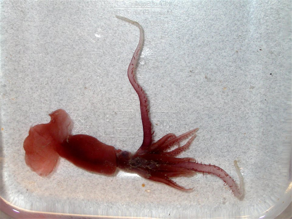 "NOAA Fisheries researchers collected only the third known specimen of this rare deep-sea squid, Promachoteuthis sloani, during the summer 2009 cruise aboard the NOAA ship Henry B. Bigelow."