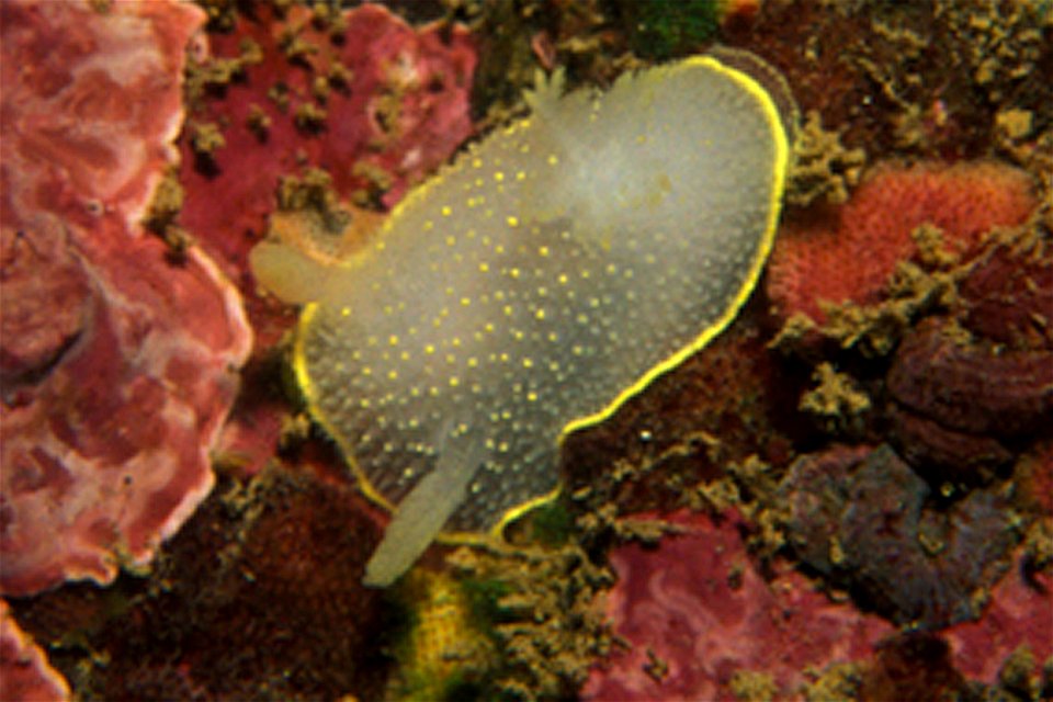 Acanthodoris hudsoni, Big Sur, EE.UU.