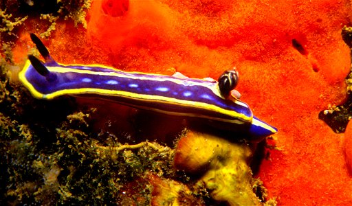 Felimare tricolor (Cantraine, 1835) - Banyuls-sur-Mer : 08/1984