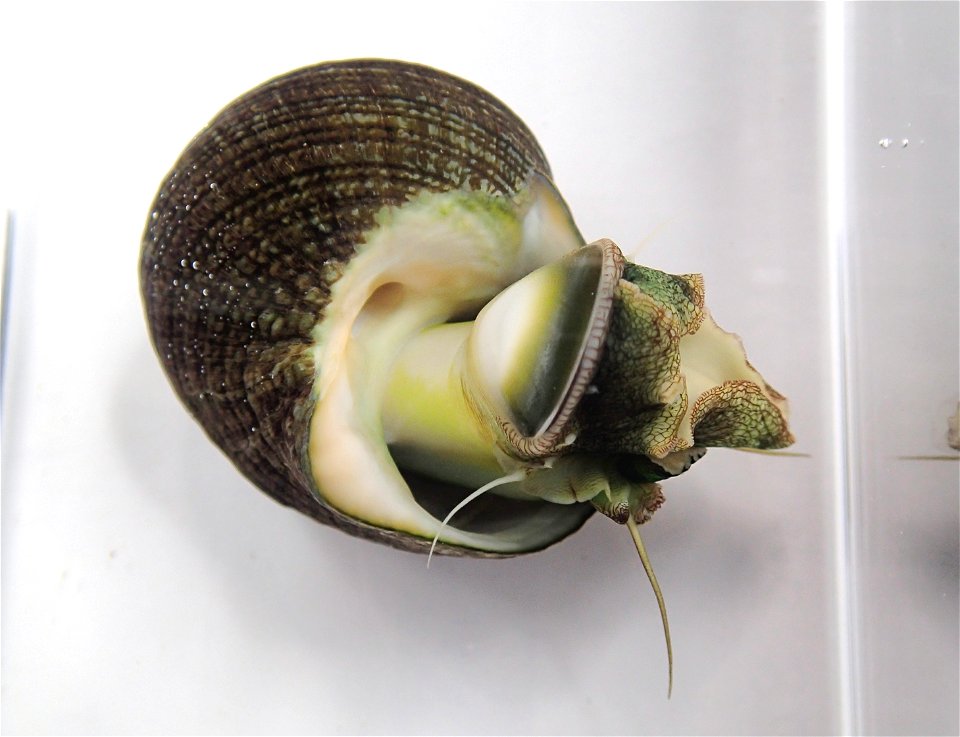 Lunella ogasawarana Nakano, Takahashi & Ozawa, 2007 from Chichijima Is., the Ogasawara Islands, Japan.