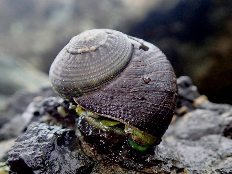 Lunella ogasawarana Nakano, Takahashi & Ozawa, 2007 grazing algae on exposed rocky shore. Location: Chichijima Is., the Ogasawara Islands, Japan.