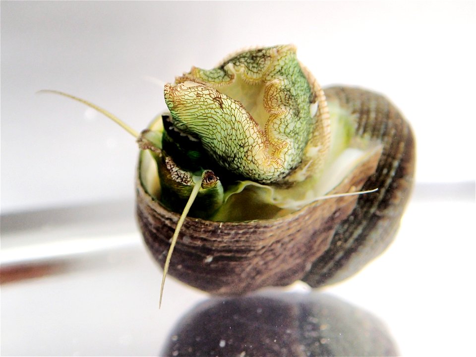 Lunella ogasawarana Nakano, Takahashi & Ozawa, 2007 from Chichijima Is., the Ogasawara Islands, Japan.