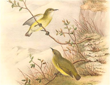 Oedistoma pygmaeum in The birds of New Guinea and the adjacent Papuan islands, including many new species recently discovered in Australia. v.4. (Plate 8)