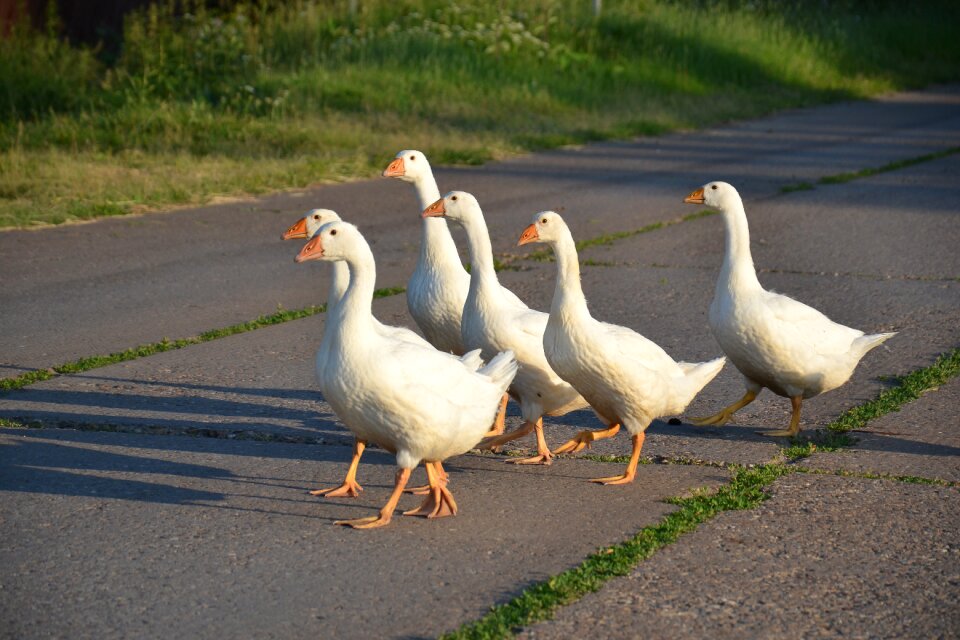 White geese birds plumage