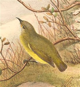 Oedistoma pygmaeum in The birds of New Guinea and the adjacent Papuan islands, including many new species recently discovered in Australia. v.4. (Plate 8)