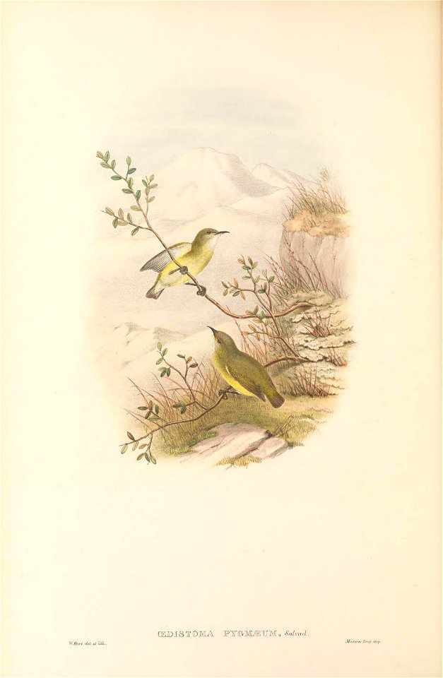 Oedistoma pygmaeum in The birds of New Guinea and the adjacent Papuan islands, including many new species recently discovered in Australia. v.4. (Plate 8)