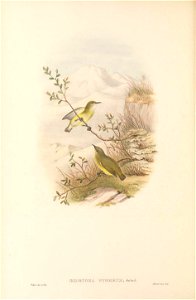 Oedistoma pygmaeum in The birds of New Guinea and the adjacent Papuan islands, including many new species recently discovered in Australia. v.4. (Plate 8)