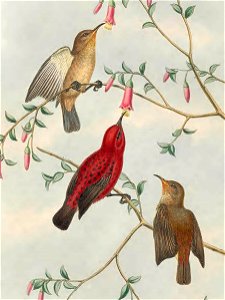 Myzomela wakoloensis in The birds of New Guinea and the adjacent Papuan islands, including many new species recently discovered in Australia. v.3 (Plate 64).