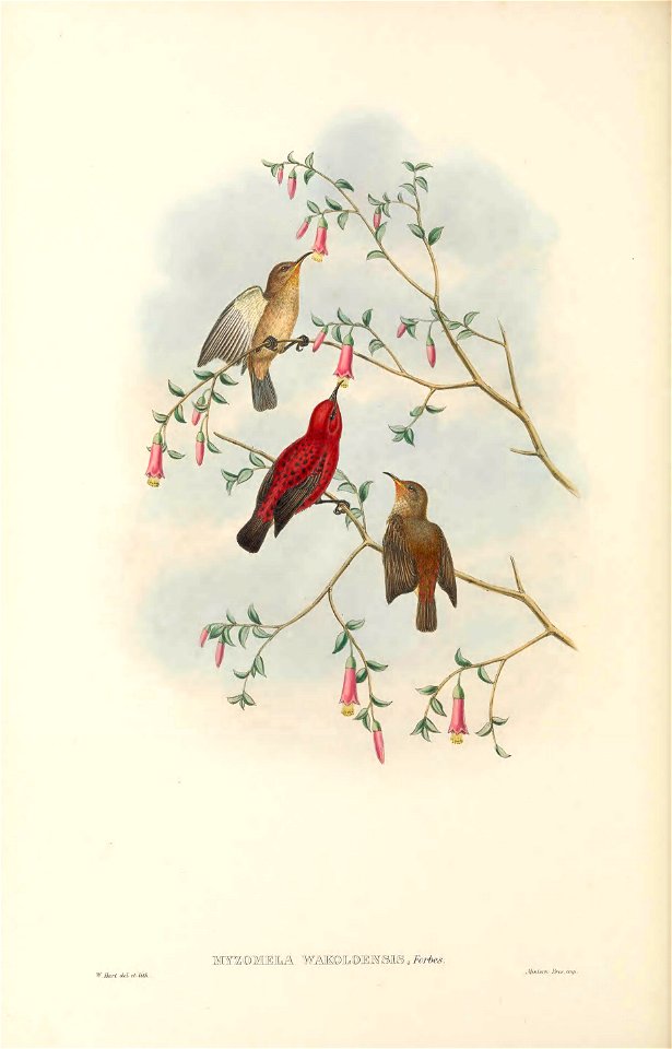 Myzomela wakoloensis in The birds of New Guinea and the adjacent Papuan islands, including many new species recently discovered in Australia. v.3 (Plate 64).
