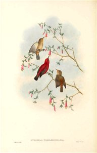 Myzomela wakoloensis in The birds of New Guinea and the adjacent Papuan islands, including many new species recently discovered in Australia. v.3 (Plate 64).