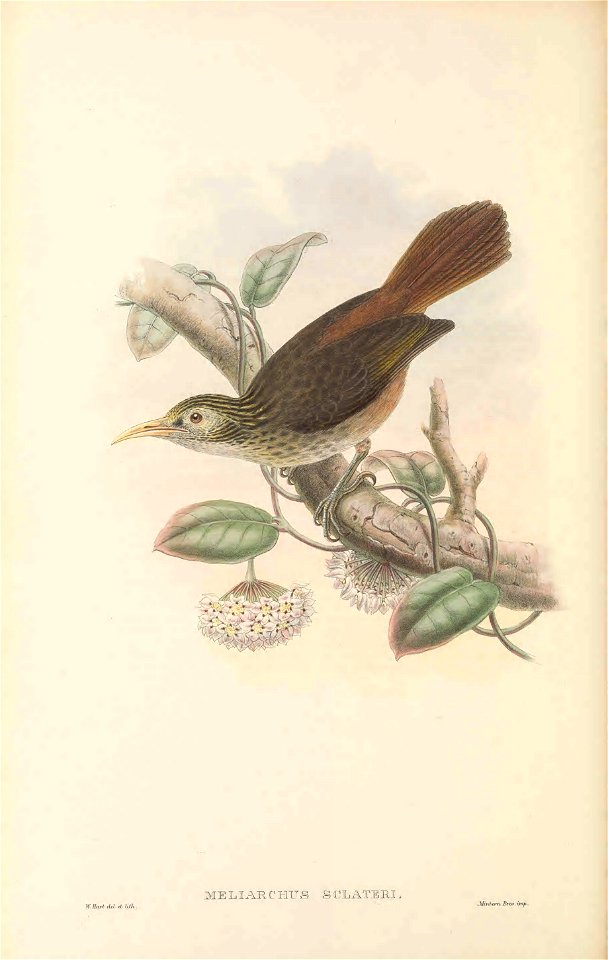 Meliarchus sclateri in The birds of New Guinea and the adjacent Papuan islands, including many new species recently discovered in Australia. v.3 (Plate 52).