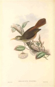 Meliarchus sclateri in The birds of New Guinea and the adjacent Papuan islands, including many new species recently discovered in Australia. v.3 (Plate 52).