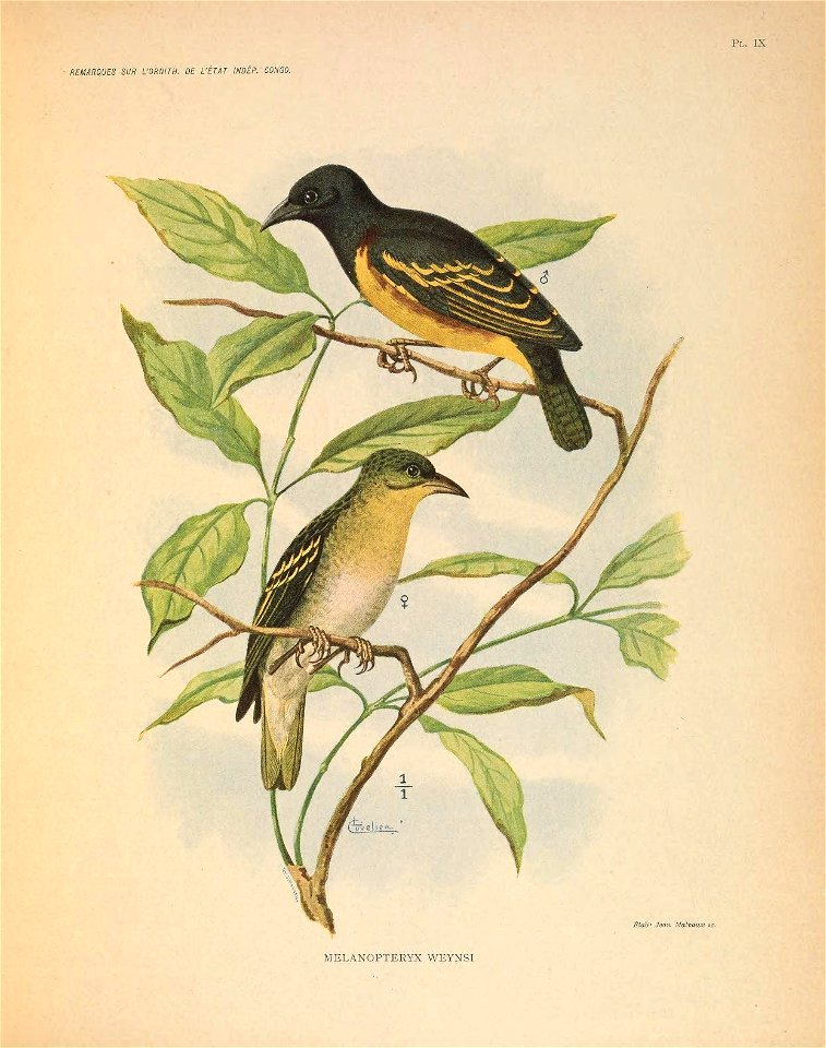 REMARQUES SUR UORNITH. DE L'ÉTAT INDÉP. CONGO. 
Pl. IX 
Étabt' Jean Malvaux se. 

MELANOPTERYX WEYNSI