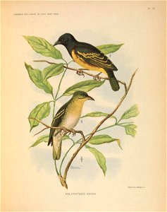 REMARQUES SUR UORNITH. DE L'ÉTAT INDÉP. CONGO. 
Pl. IX 
Étabt' Jean Malvaux se. 

MELANOPTERYX WEYNSI