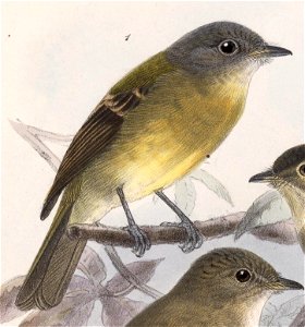 English:  « Myiobius capitalis » = Aphanotriccus capitalis (Tawny-chested Flycatcher)Français :  « Myiobius capitalis » = Aphanotriccus capitalis (Mouchero