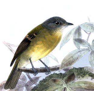 English:  « Myiobius capitalis » = Aphanotriccus capitalis (Tawny-chested Flycatcher)Français :  « Myiobius capitalis » = Aphanotriccus capitalis (Mouchero