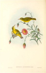 Zosterops longirostris in The birds of New Guinea and the adjacent Papuan islands, including many new species recently discovered in Australia. v.3 (Plate 61).