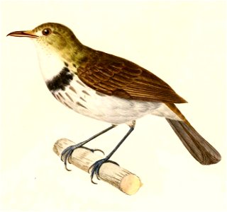 English:  « Conopophaga nigrocincta » = Corythopis delalandi (Southern Antpipit)Français :  « Conopophaga nigrocincta » = Corythopis delalandi (Corythopis 