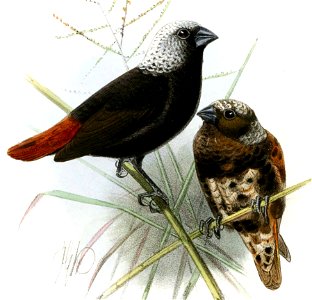Lonchura hunsteini (originally labelled Donacicola hunsteini)